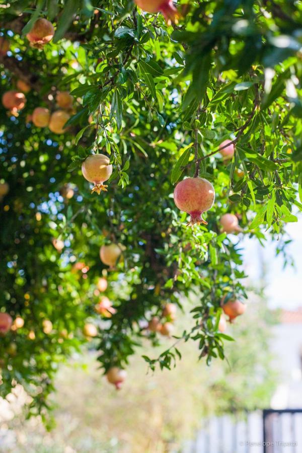 Zacharoulas Katikies Amarynthos Bagian luar foto